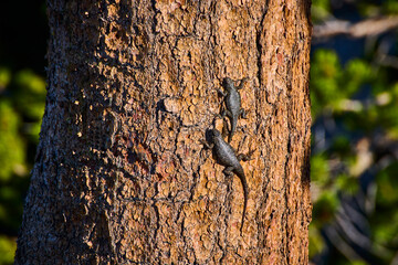 Lizards Climbing Tree Bark in Sunlight with Nature Background