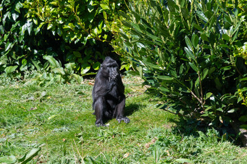 Obraz premium Photo of a Sulewesi crested macaque (macaca nigra) in a zoo
