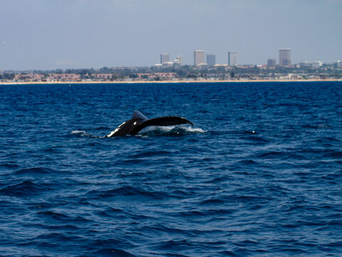 Whale Tail - Powered by Adobe