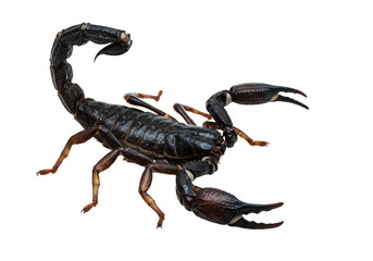 Realistic scorpion isolated on transparent PNG background, detailed venomous arachnid cutout for science, wildlife, and desert-themed design, dangerous insect concept for education and graphics