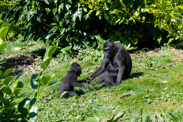 Photo of a Sulewesi crested macaque (macaca nigra) with a baby Sulawesi crested macaque in a zoo