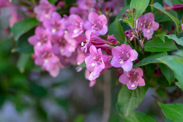 Weigela coraeensis pink white flowering shrub plant, group of colorful flowers in bloom