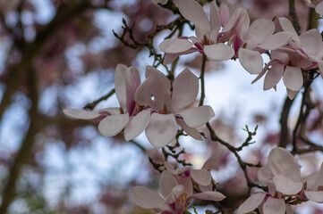 Magnolia soulangeana also called saucer magnolia flowering springtime tree with beautiful pink white flower on branches