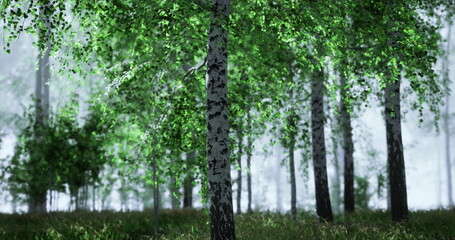 Sunlight filters through the canopy of a verdant forest, illuminating fresh green leaves and slender white trunks. The serene atmosphere offers a peaceful nature retreat.
