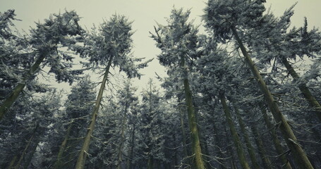 Fototapeta premium Snow laden trees stretch upwards in a serene winter forest under a gray overcast sky. The landscape exudes calmness and beauty, showcasing natures quiet charm.