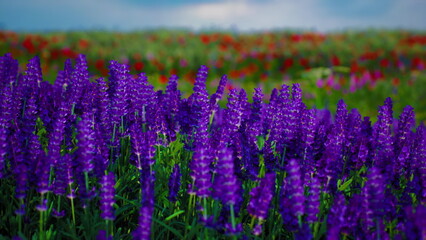 Obraz premium A field bursts with clusters of vivid purple flowers rising above the greenery, contrasting beautifully with scattered red blooms in the distance. The overcast sky adds depth to the scene.