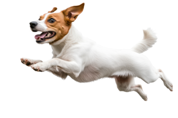 Dog jumps joyfully in the air on a transparent background showcasing its playful spirit and energy