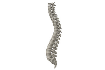 Human vertebral column anatomy isolated showing spinal structure