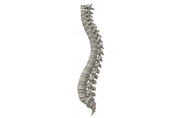 Human vertebral column anatomy isolated showing spinal structure