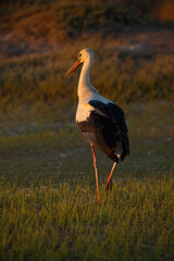 Graceful white stork foraging in a small wetland