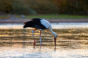 Graceful white stork foraging in a small wetland