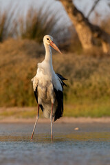 Graceful white stork foraging in a small wetland