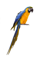 Blue and yellow parrot (Ara) isolated on white or transparent background