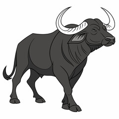 Dark gray bull with large curved horns on white buffalo