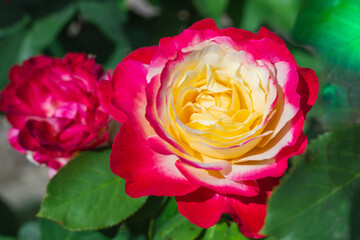 A close-up of a charming bicolor rose with red edges and a yellow center against a blurred floral background