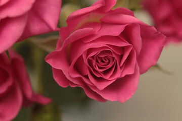 Close-up selective soft focus cream pink color Rose flower bud, leaf. Smoke Natural blur natural background.