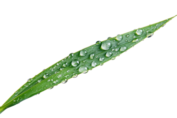 Single blade of grass covered in shimmering water droplets after rainfall in a serene natural setting during daylight hours