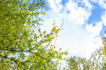 A view of a bright sky through the delicate green leaves and branches of birch trees, with scattered clouds