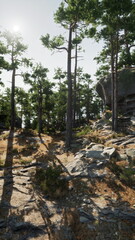 The suns rays filter through dense trees, casting shadows on a rugged hillside covered in rocks and shrubs.