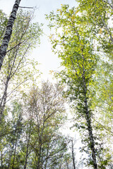 A view upwards of birch tree crowns against a bright sky. Forest landscape