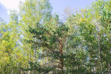 A scene of a mixed forest, birch, and pine trees under a bright sky with scattered clouds