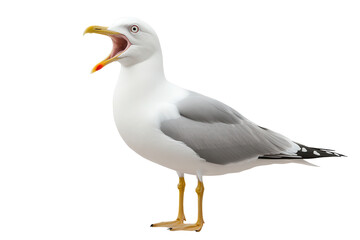 Seagull with open beak stands isolated on transparent background showcasing its distinctive features and behavior