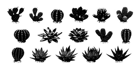 Set of different mixed cactus and succulents types of small mini plant cutouts isolated on white background
