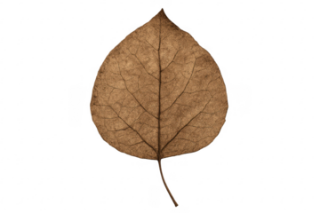 Dried brown skeleton leaf with visible veins, transparent background