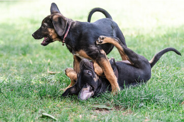 Two young rescued puppies have a play fight on the lawn at their foster home during their free  time