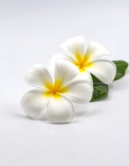 Obraz premium Two pristine white plumeria flowers, gently angled, sit atop a plain white background. A hint of pale green foliage rests near them