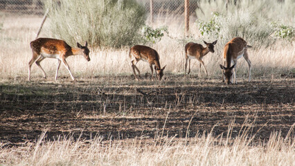 Group of deer eating grass in El Pardo (Madrid) on an autumn afternoon. Panoramic image