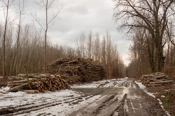 A muddy forest road lined with piles of logs after winter logging. Traces of work remain in the...