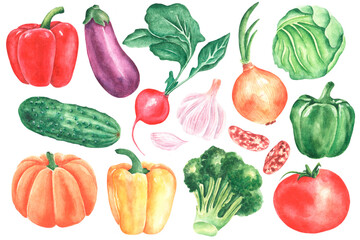 Vegetable watercolor illustrations set. Thanksgiving. Autumn harvest. Farmer. Healthy food. Pepper, tomato, cucumber, cabbage, radish, pumpkin, onion, garlic. Isolated illustration. Bright. For print
