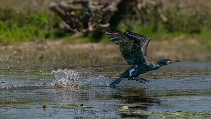 Breaking the Surface