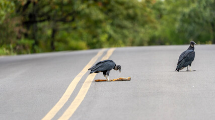 Black Vulture Eats on a Roadkill Squirrel