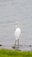 Great Egret Standing in Water