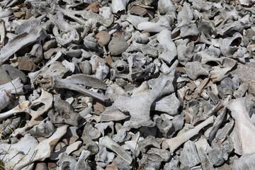 Accumulation of animal bones, animal bones on the ground