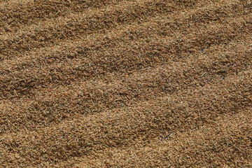 Rice grains scattered on the ground.