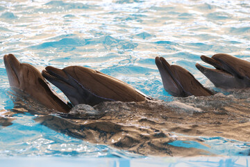 Four dolphins swim joyfully in a vibrant blue pool, showcasing their playful nature and intelligence.