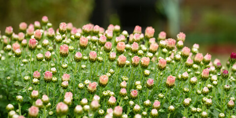Rows of delicate pink chrysanthemum buds rise above wet green foliage. Sharp detail in the foreground, with a beautiful soft-focus background