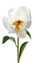 Single white peony with bee