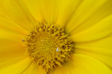 macro photography of a daisy