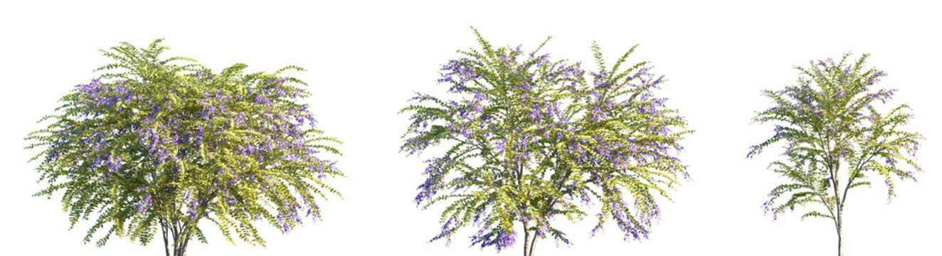 Set of Duranta repens (also called Golden Dewdrop or Skyflower) frontal isolated png on a transparent background perfectly cutout high resolution	