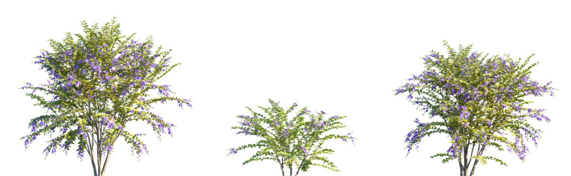 Set of Duranta repens (also called Golden Dewdrop or Skyflower) frontal isolated png on a transparent background perfectly cutout high resolution	