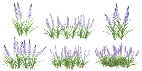 Collection of camassia plants on transparent background