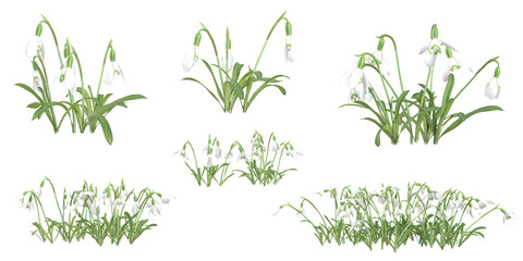 Collection of galanrhus plants on transparent background