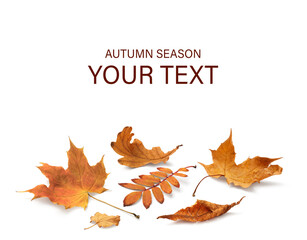 Autumn yellow orange leaves falling down Isolated on white background