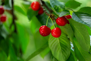Fresh bunch ripe red cherries hanging on branch with green leaves background. Summer fruit harvest natural garden environment.