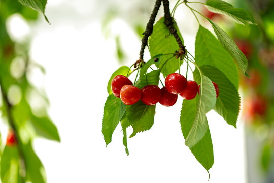 Fresh bunch ripe red cherries hanging on branch with green leaves background. Summer fruit harvest natural garden environment.