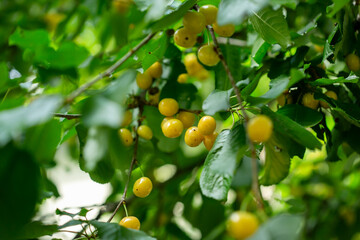 Fresh bunch ripe red cherries hanging on branch with green leaves background. Summer fruit harvest natural garden environment.